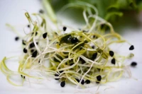 ISO 6255 Bio Natura klíčící biomiska