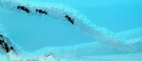 Mravčia akvárium Antquarium Domáce mravenisko Blue