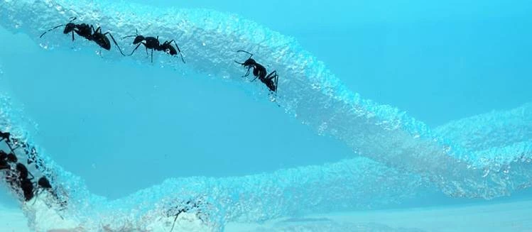 Mravenčí akvárium Ant Quarium Domácí mraveniště Blue