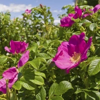Village Candle Vonná svíčka ve skle, Divoká růže - Wild Rose, 3,75oz