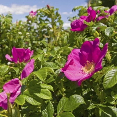 Village Candle Vonná svíčka ve skle, Divoká růže - Wild Rose, 3,75oz