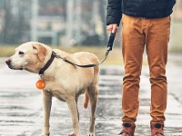 Verk 19310 Svítící kulatý LED přívěšek na obojek fialová