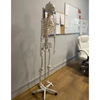 Malatec 22583 Anatomický model kostry se stojanem 170 cm