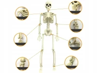 Verk 26132 Lidská kostra dekorace na Halloween 40 cm 