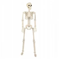 Verk 26132 Lidská kostra dekorace na Halloween 40 cm 