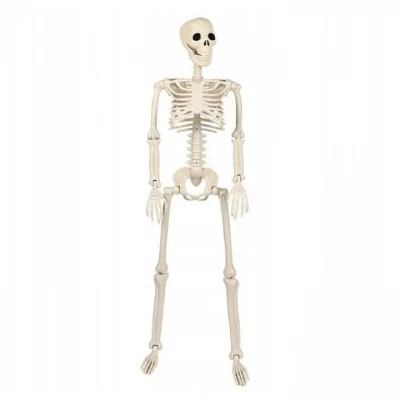 Verk 26132 Lidská kostra dekorace na Halloween 40 cm 