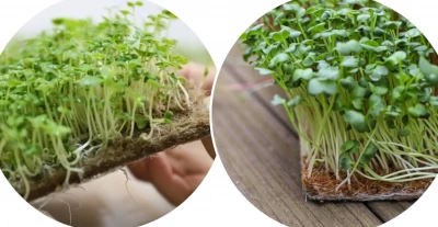 Nuxie 3288 Škrábací podložka pro zvířata z kokosových vláken 100 x 60 cm