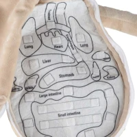 KIK KX2954 Vzdělávací panenka - anatomický model, chlapec