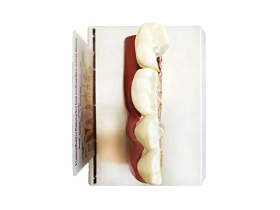 Verk 27614 Anatomický 3D model lidského zubu