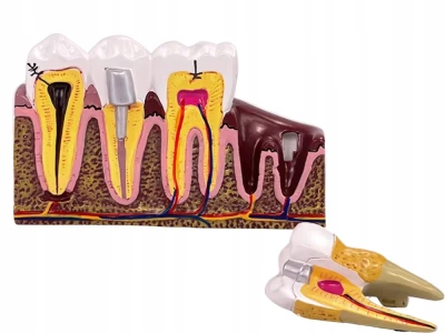 Verk 27614 Anatomický 3D model lidského zubu