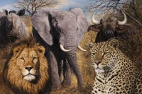 RealG RC-K-129 Diamantové malování sada 5D, 50 × 65 cm, Safari