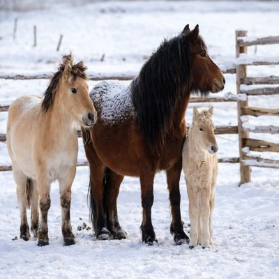 RealG RC-K-137 Diamantové malování sada 5D, 50 x 65 cm, koně