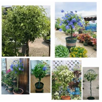 RealG RC-K-2278 Záhradná kovová opora pre popínavé rastliny 50 x 10 cm, zelená