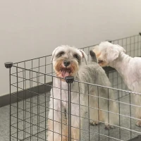 Verk 19520 Ohrada pre zvieratá, skladateľná, čierna