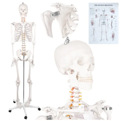Glimz 19454 Skelett člověka 170 cm - anatomický model na stojanu